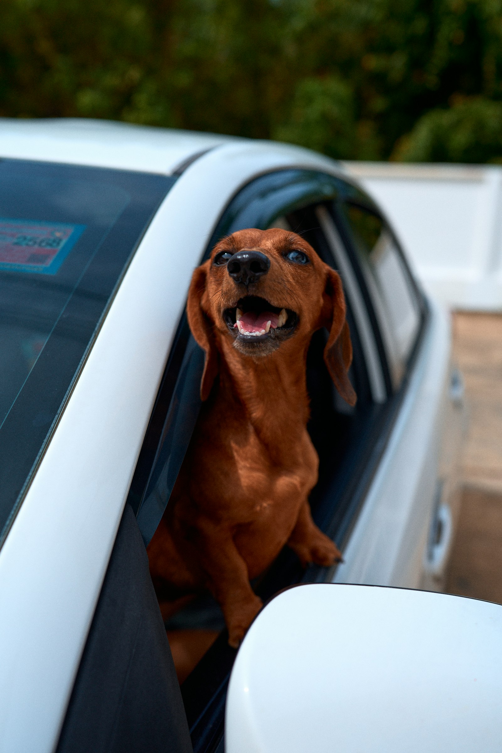 Perro salchicha disfrutando de un paseo en auto con la ventanilla abierta